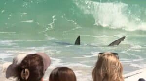 Shark1