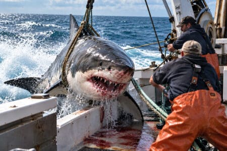 Great White caught by fishermen