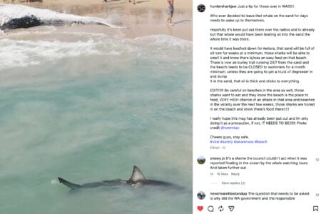 Great White attack