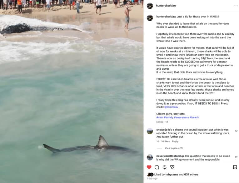 Great White attack