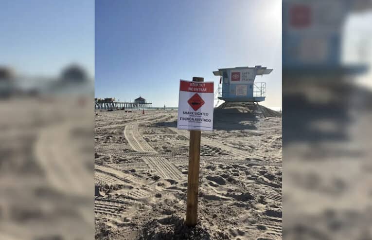 Huntington Beach Shuttered After Extra-Large Great White Shark Starts Acting Naughty 1