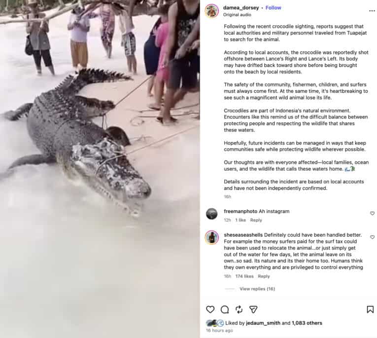 Crocodile surfing