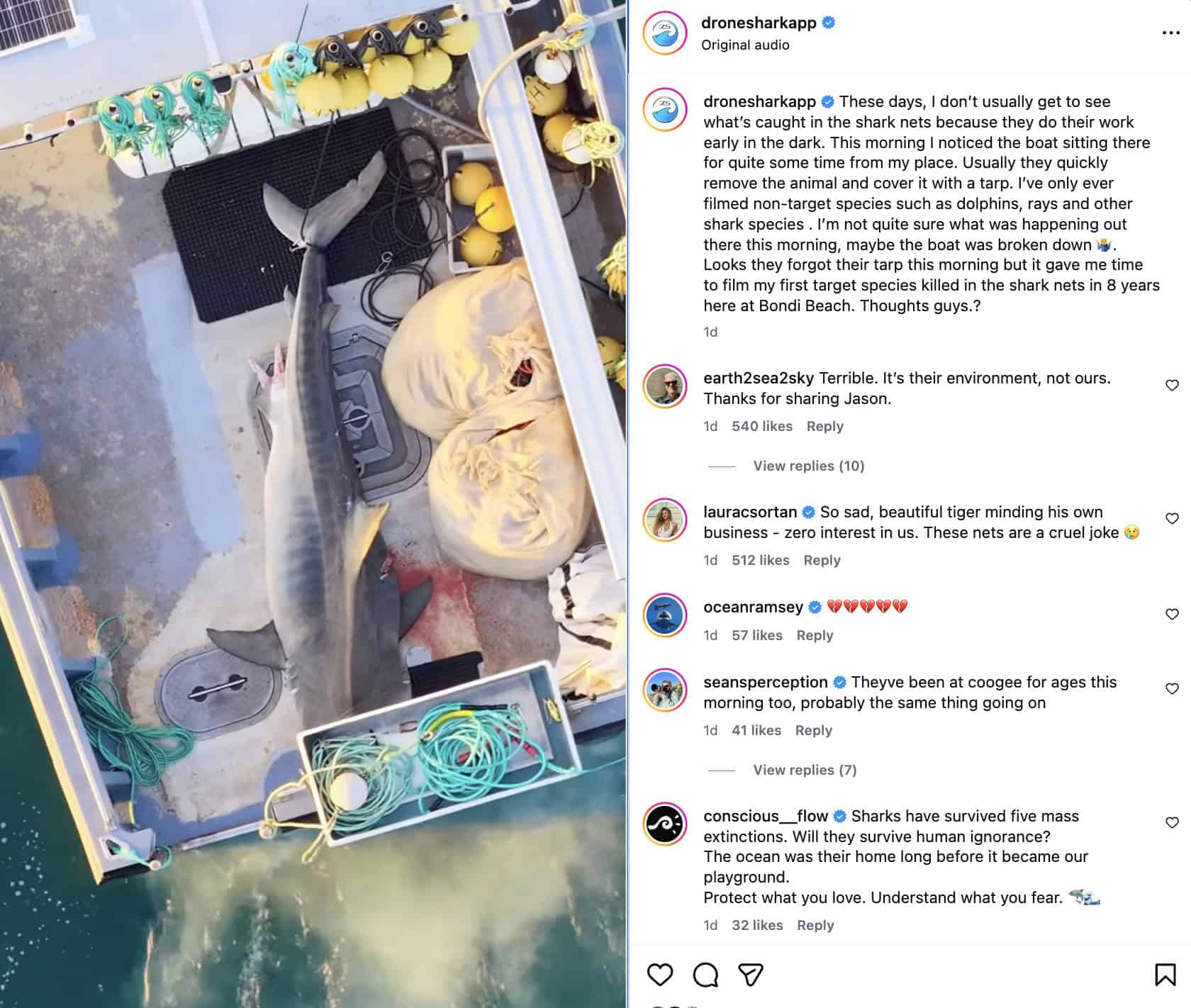 “Gentle giant” Utopians mourn tiger shark found dead in Bondi Beach net